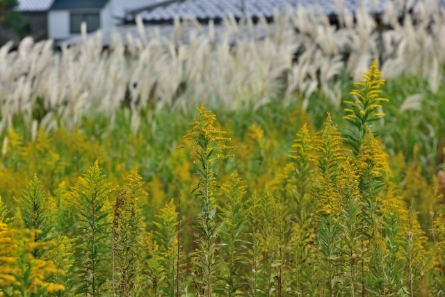秋の花粉症の対策